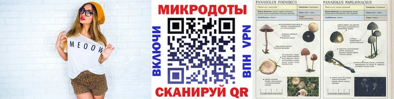 Псилоцибиновые грибы Psilocybe  Купить закладки  Куйбышев 